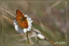 Melitaea-deione.3