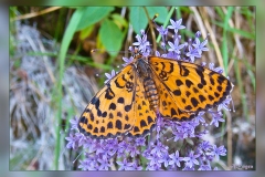 Melitaea-didyma.1