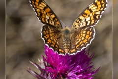 Melitaea-phoebe.1