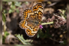Melitaea-phoebe.4