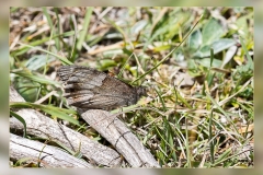 Neohipparchia-statilinus.2