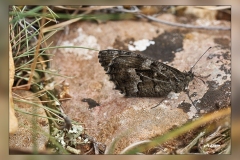 Neohipparchia-statilinus