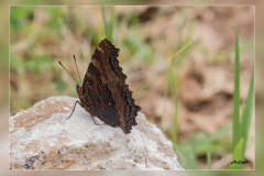 Nymphalis-polychloros.1