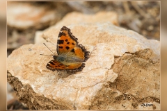 Nymphalis-polychloros.2