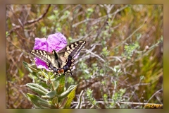 Papilio-machaonC.-albidus
