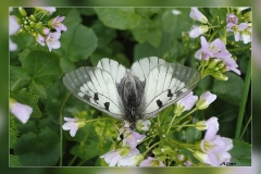 Parnassius-mnemosyne