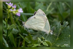 Pieris-brassicae.2