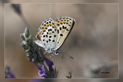 Plebejus-argus.1