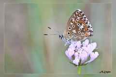 Polyommatus-albicans.2