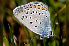 Polyommatus-amandus