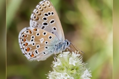 Polyommatus-bellargus.2