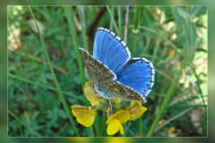 Polyommatus-bellargus