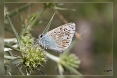Polyommatus-caelestissima