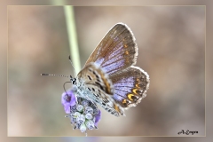 Polyommatus-celina.2