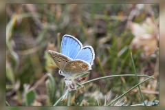 Polyommatus-dorylas.1