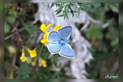 Polyommatus-dorylas.2