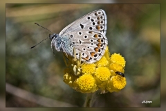 Polyommatus-escheri.2