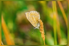 Polyommatus-fabressei