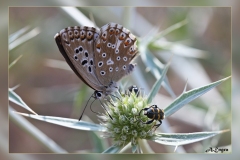 Polyommatus-hispana.2