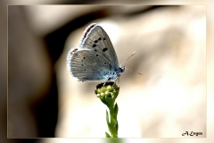 Polyommatus-nivescens.3