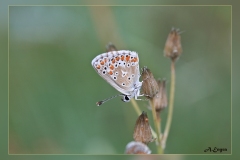 Polyommatus-thersites.2