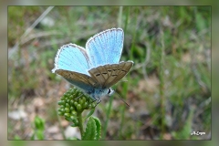 Polyommatus-thersites