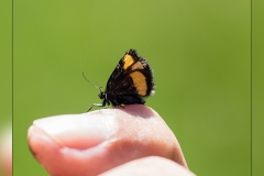 Psodos-quadrifaria.2