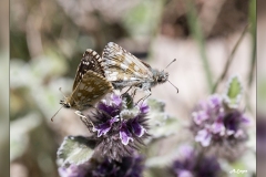 Pyrgus-carthami.2
