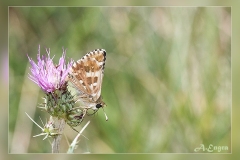 Pyrgus-cirsii.2