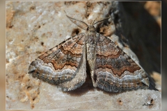 Scotopteryx-coelinaria