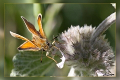 Thymelicus-lineola.2