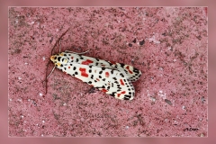 Utetheisa-pulchella