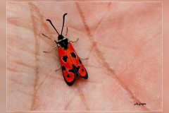 Zygaena-fausta.1