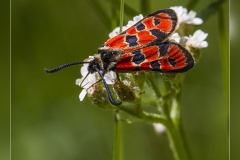 Zygaena-fausta.3