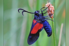 Zygaena-filipendulae