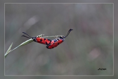 Zygaena-ignifera.2