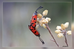 Zygaena-ignifera.3