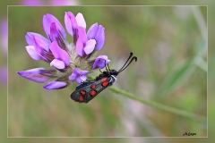 Zygaena-lavandulae.1