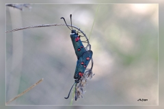 Zygaena-lavandulae.2