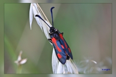 Zygaena-nevadensis