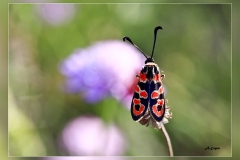Zygaena-occitanica