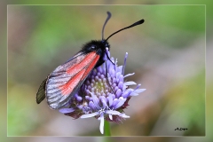 Zygaena-osterodensis