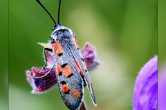 Zygaena-rhadamanthus.1