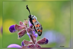Zygaena-rhadamanthus.2