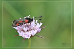 Zygaena-sarpedon.1