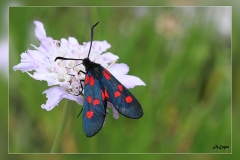 Zygaena-transalpina.2