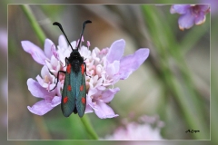 Zygaena-trifolii