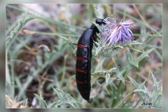 Zz.Berberomeloi-majalis