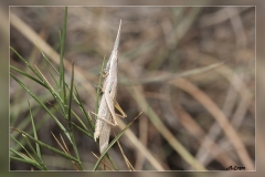 Zz.Brachycrotaphus-tryxalicerus