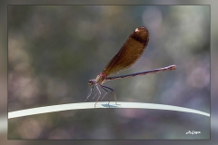 Zz.Calopteryx-haemorrhoidalis